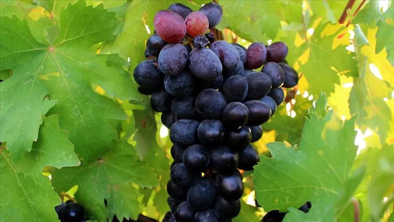 Sofraların altın rengi ihracat rekoru kırdı: Miktar düşük, kazanç zirvede