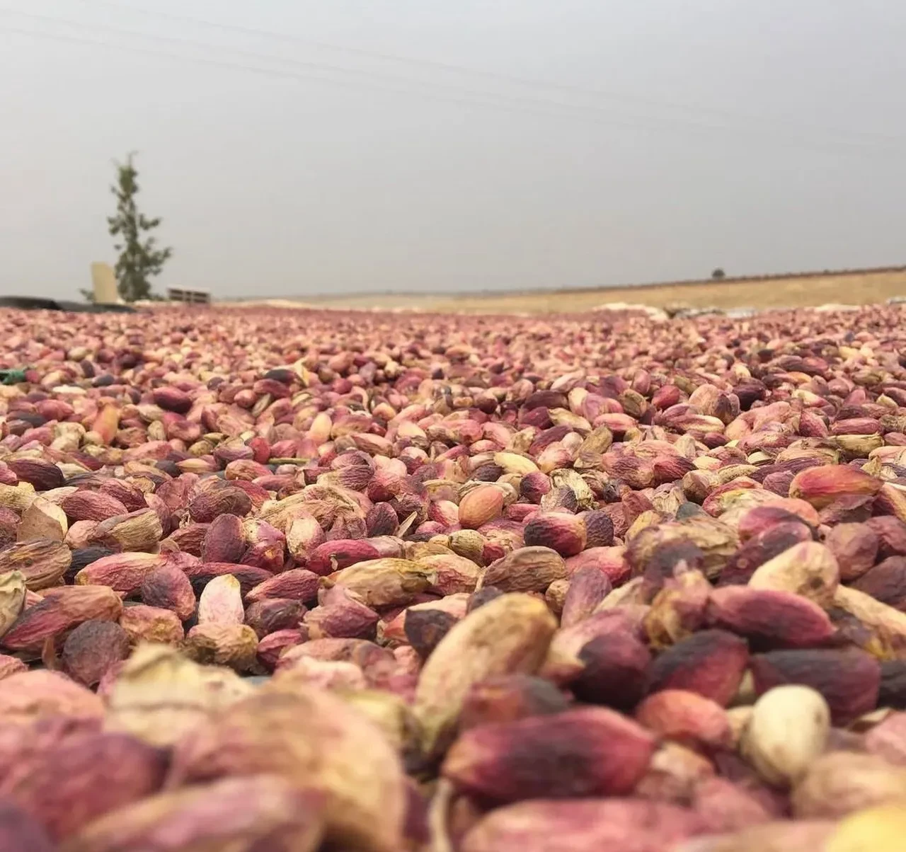 Fıstık severlere kötü haber! Fiyatlar ikiye katlandı