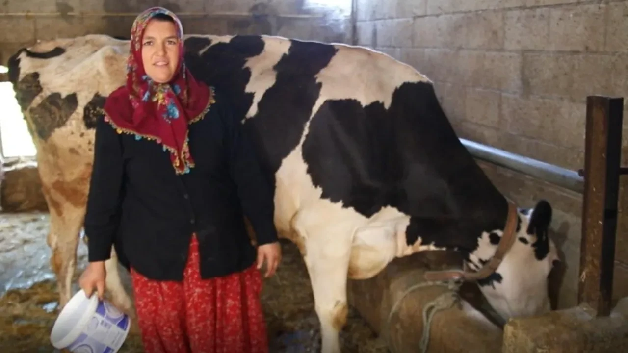 İki inekle başladı, şimdi ise paraya para demiyor! 