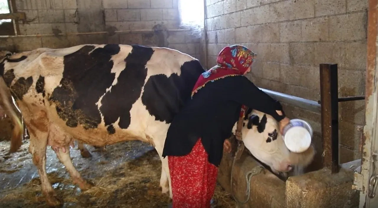 İki inekle başladı, şimdi ise paraya para demiyor!