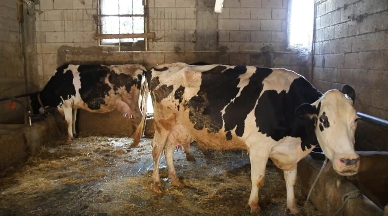 İki inekle başladı, şimdi ise paraya para demiyor!