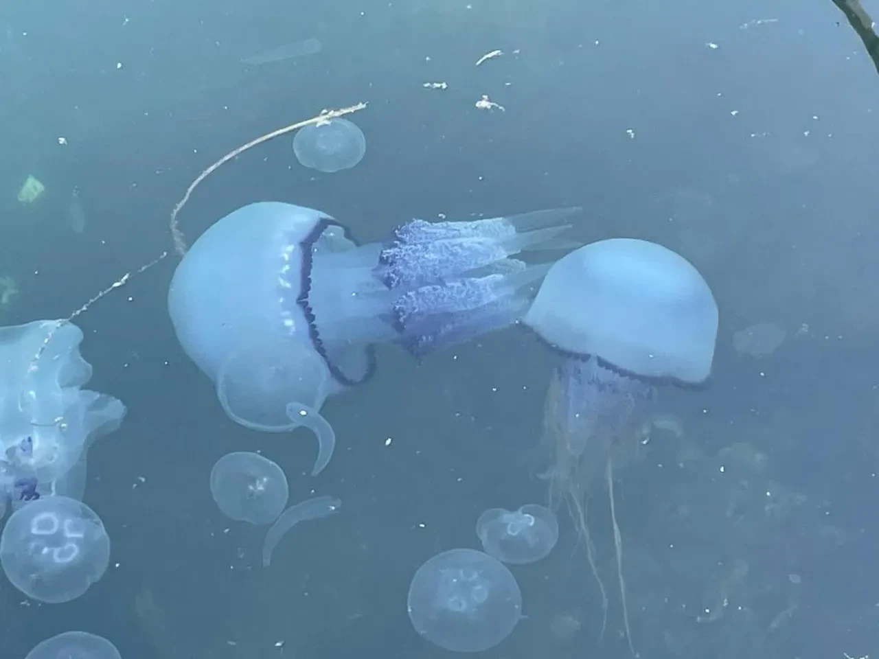 Önce denizanası şimdi müsilaj! Balıkçılar kâbusu yaşıyor