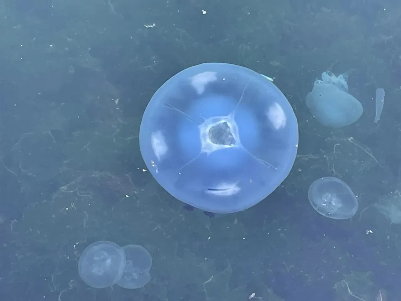 Önce denizanası şimdi müsilaj! Balıkçılar kâbusu yaşıyor