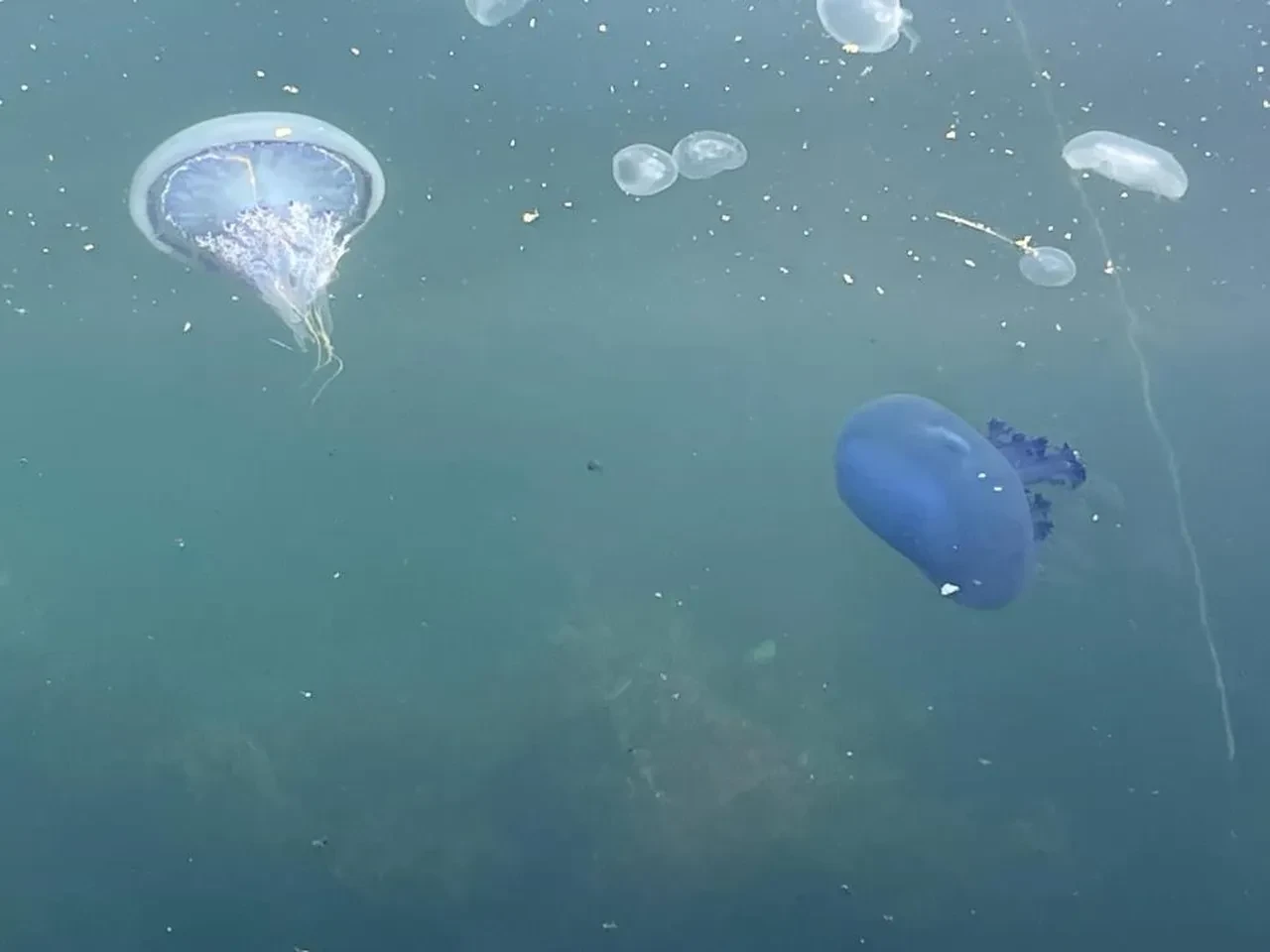 Önce denizanası şimdi müsilaj! Balıkçılar kâbusu yaşıyor