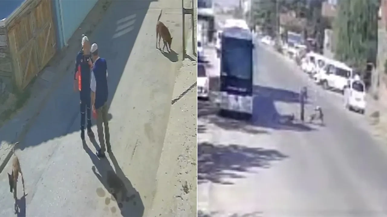 Yaşlı adama sokak ortasında dayak! "Köpeklerimi sen mi şikayet ettin" diyerek acımasızca dövdü
