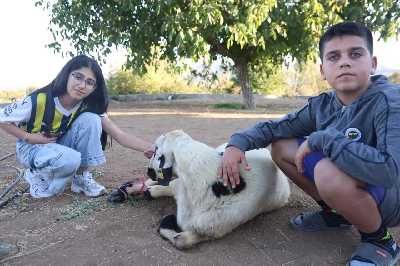 Ali Koç gitti, Sadettin Saran geldi! Fanatik Fenerbahçeli aile kurban kesti: İnşallah şampiyonluğu da göreceğiz