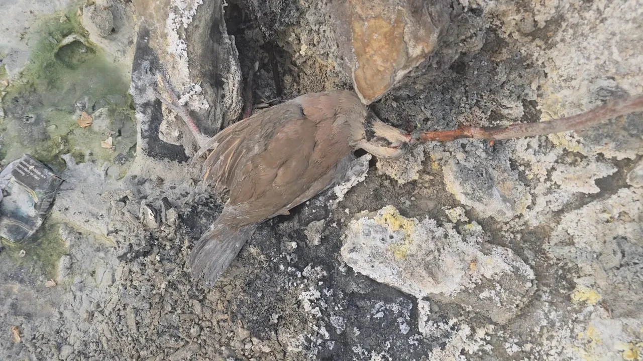 Hakkari'de esrarengiz vadi! Hem ölüm hem de şifa saçıyor: 'Sesler geliyor, çok ürkütücü'