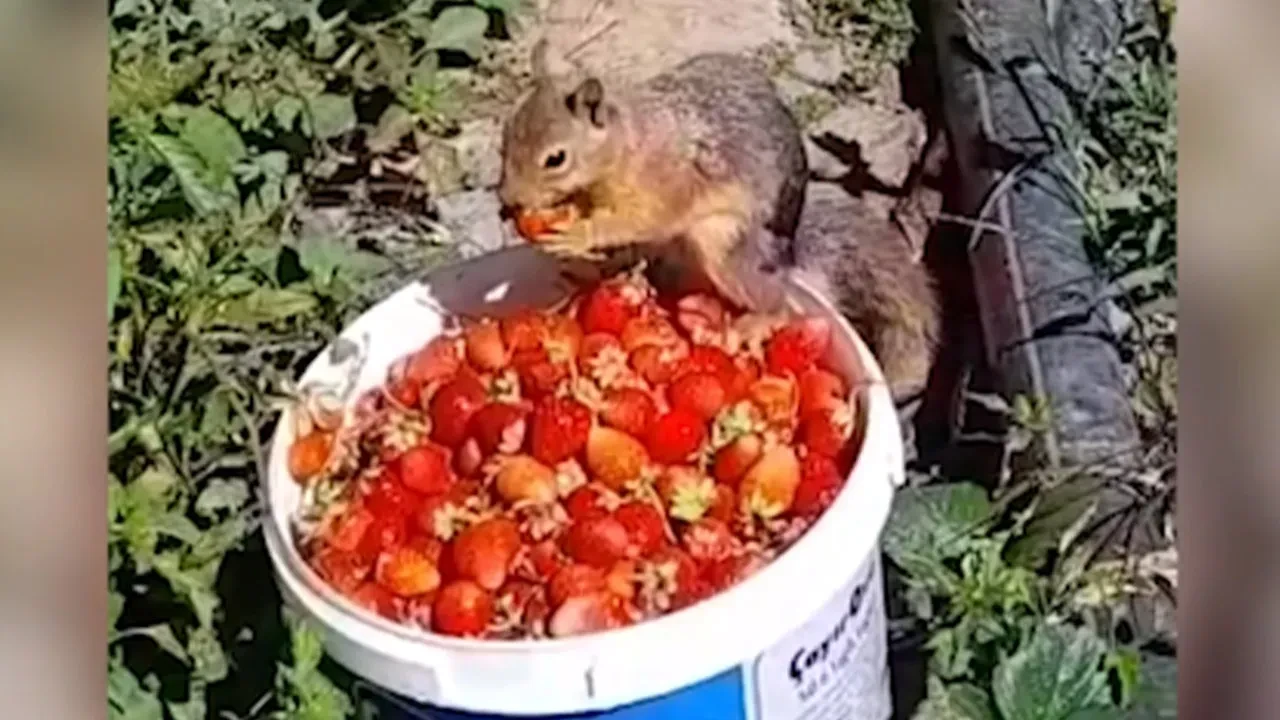 İzleyenleri gülümsetti! Sincap çiftçinin çileklerini böyle götürdü