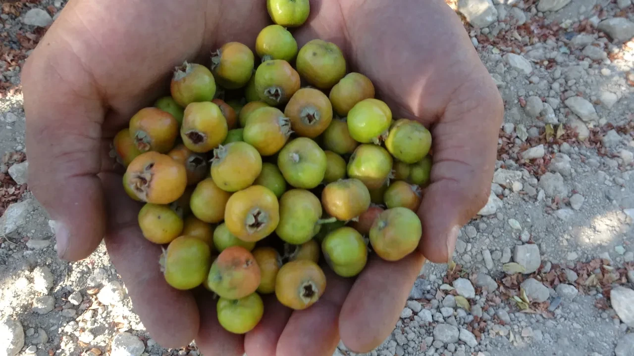 Kalbi güçlendiriyor, tansiyonu dengeliyor, stresi düşürüyor ve sadece 250 lira!