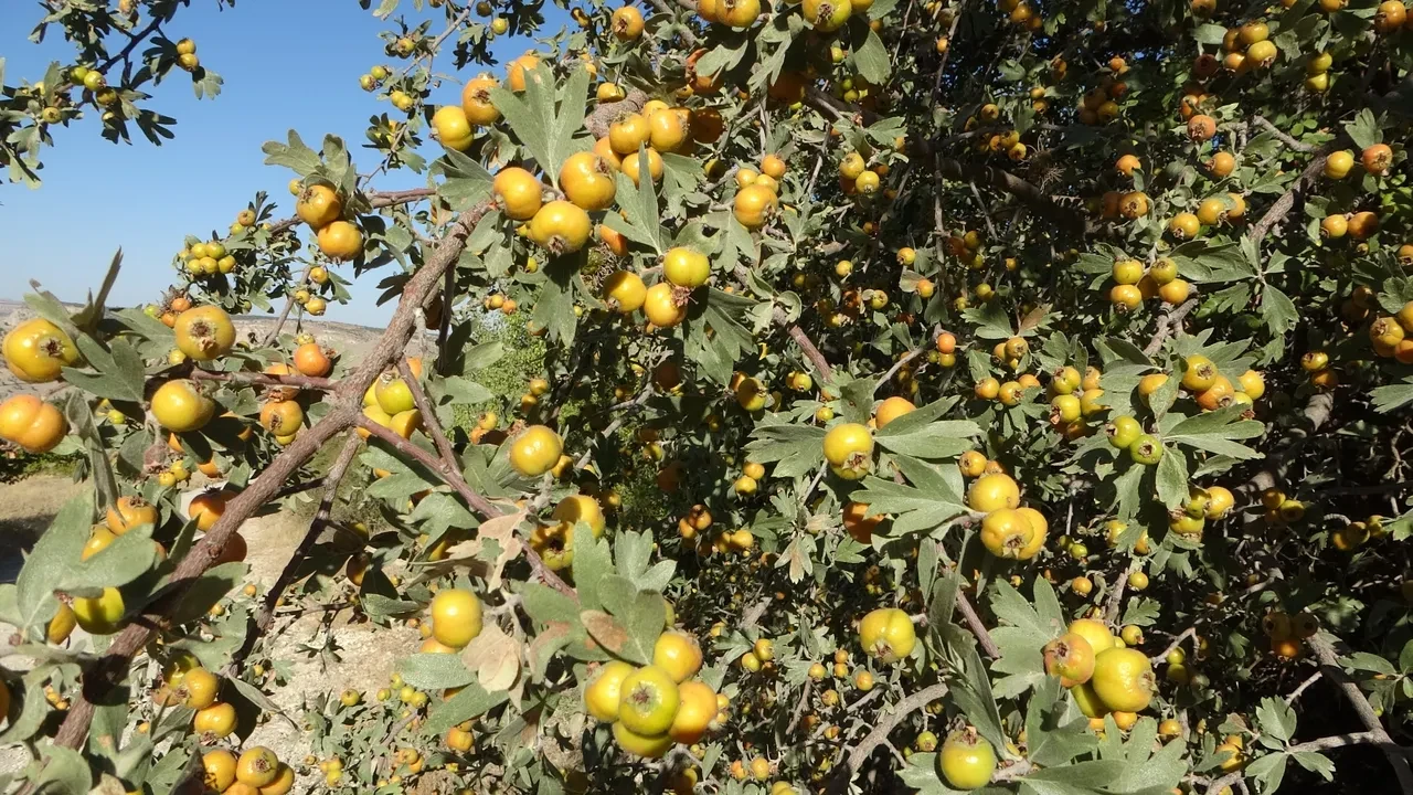 Kalbi güçlendiriyor, tansiyonu dengeliyor, stresi düşürüyor ve sadece 250 lira!