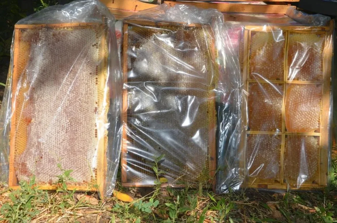 Kilosu 750 TL'den başlıyor! Hasadı başladı, tam bir şifa deposu 