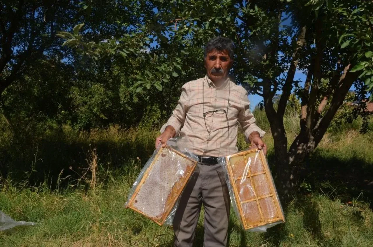 Kilosu 750 TL'den başlıyor! Hasadı başladı, tam bir şifa deposu 