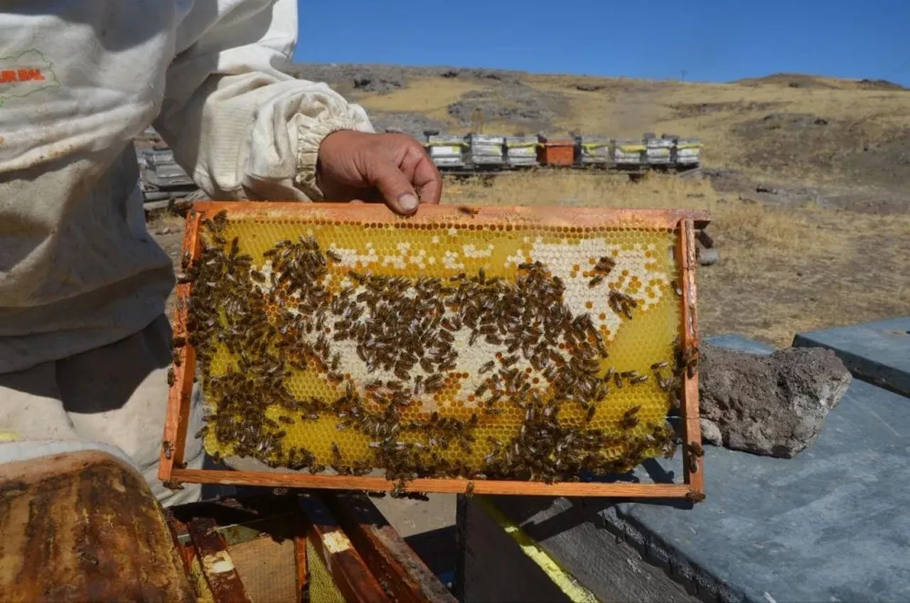 Kilosu 750 TL'den başlıyor! Hasadı başladı, tam bir şifa deposu 