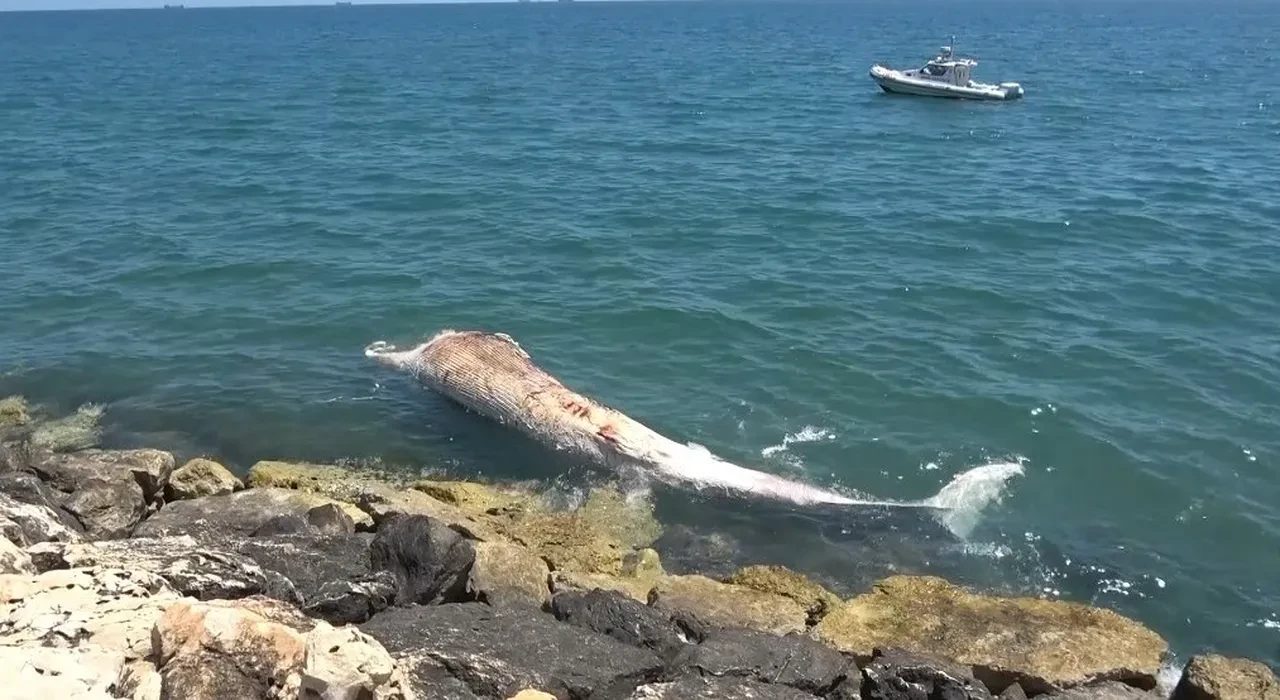 Türkiye’de ilk olacak! Yaklaşık 16 metre: İskelet, kafa bölgesinden başlayarak sırasıyla çıkarılacak