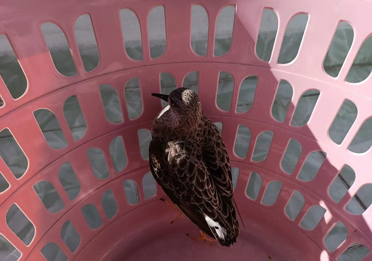 Cami imamı buldu, evine götürdü! Türkiye'de nadir görülen tür: Görenler çok sevdi