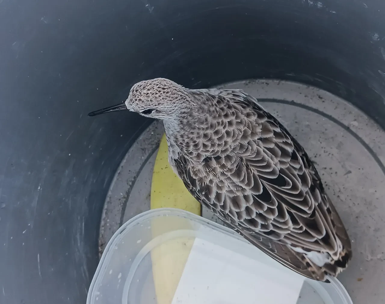 Cami imamı buldu, evine götürdü! Türkiye'de nadir görülen tür: Görenler çok sevdi