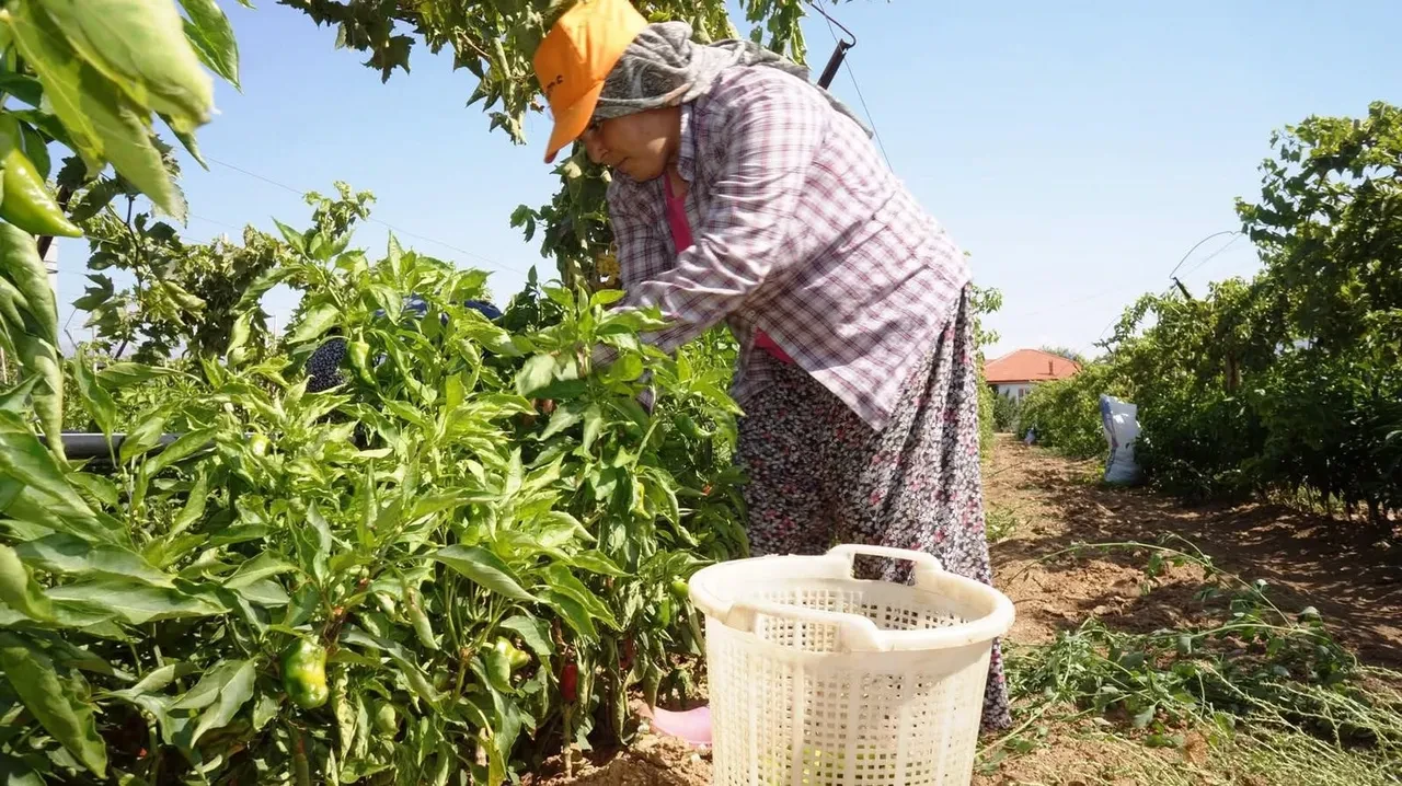 Eskiden 250 liraydı şimdi 50 liraya düştü! Artık parmakla sayılır hale geldi