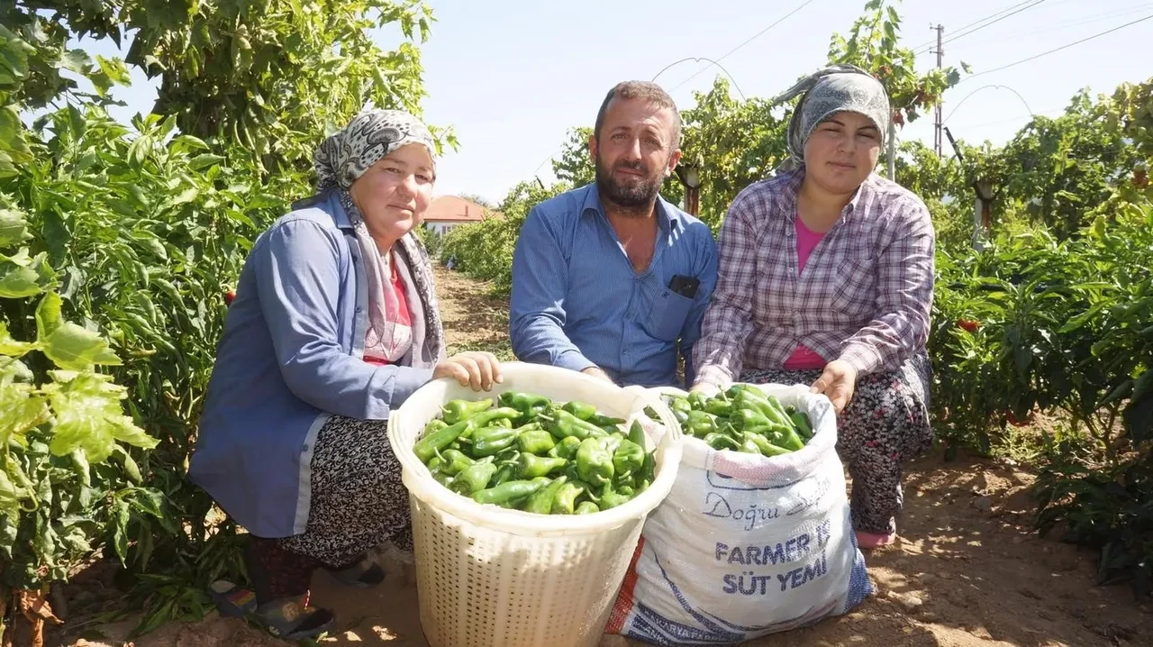 Eskiden 250 liraydı şimdi 50 liraya düştü! Artık parmakla sayılır hale geldi