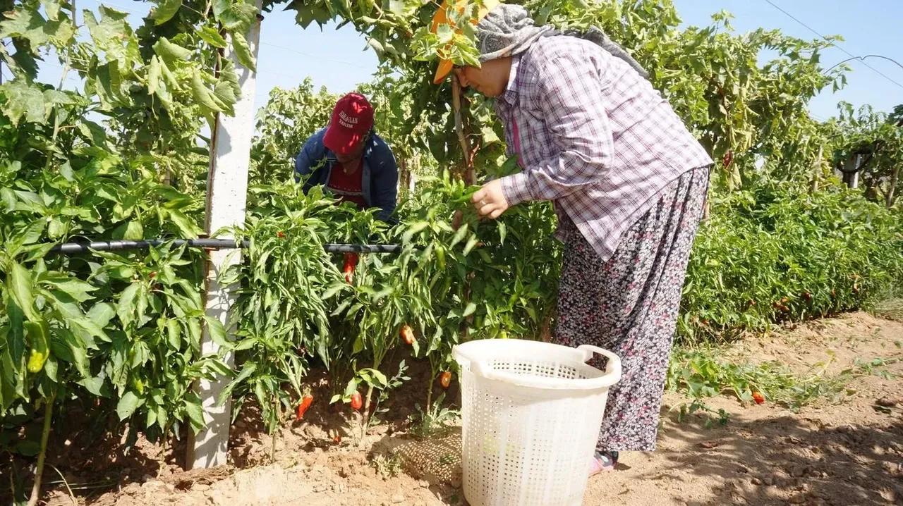 Eskiden 250 liraydı şimdi 50 liraya düştü! Artık parmakla sayılır hale geldi