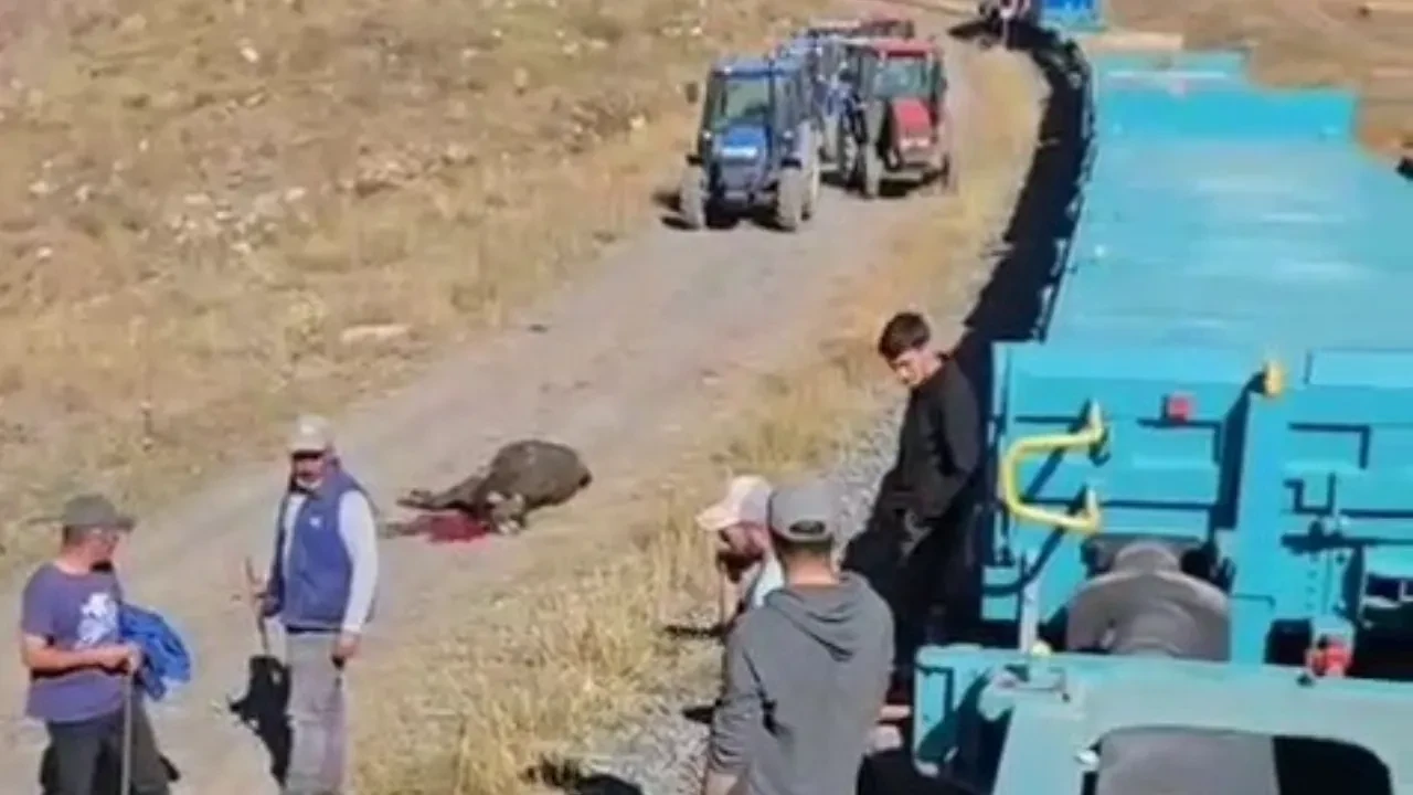 Kars'ta büyükbaş hayvan sürüsü tren raylarından geçerken telef oldu