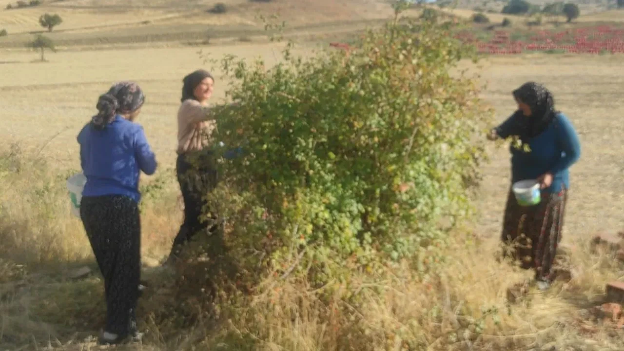 Adeta şifa deposu, 16 kilosu 1200 lira! Doğadan zorlukla toplanıyor