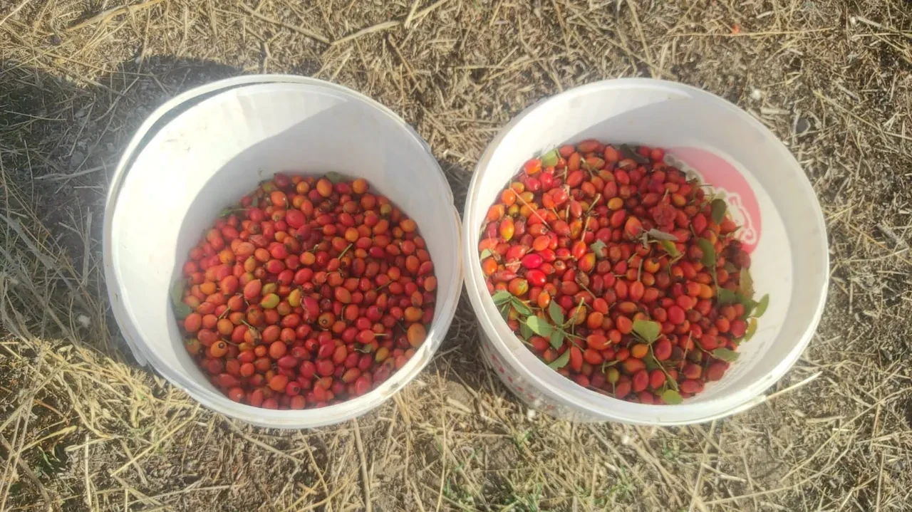 Adeta şifa deposu, 16 kilosu 1200 lira! Doğadan zorlukla toplanıyor