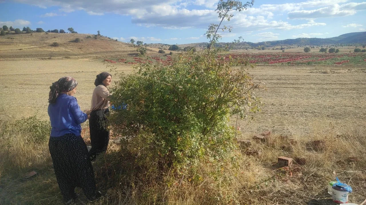 Adeta şifa deposu, 16 kilosu 1200 lira! Doğadan zorlukla toplanıyor
