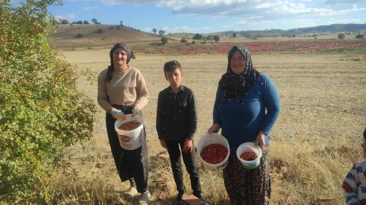 Adeta şifa deposu, 16 kilosu 1200 lira! Doğadan zorlukla toplanıyor