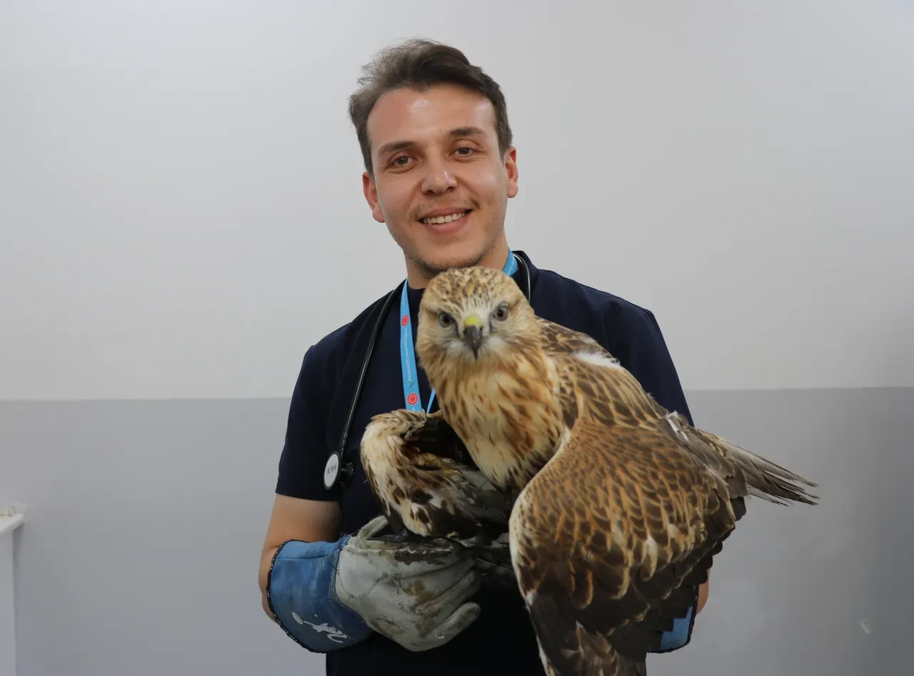 Avcıların hedefi oldu! Yaşam mücadelesi veriyor