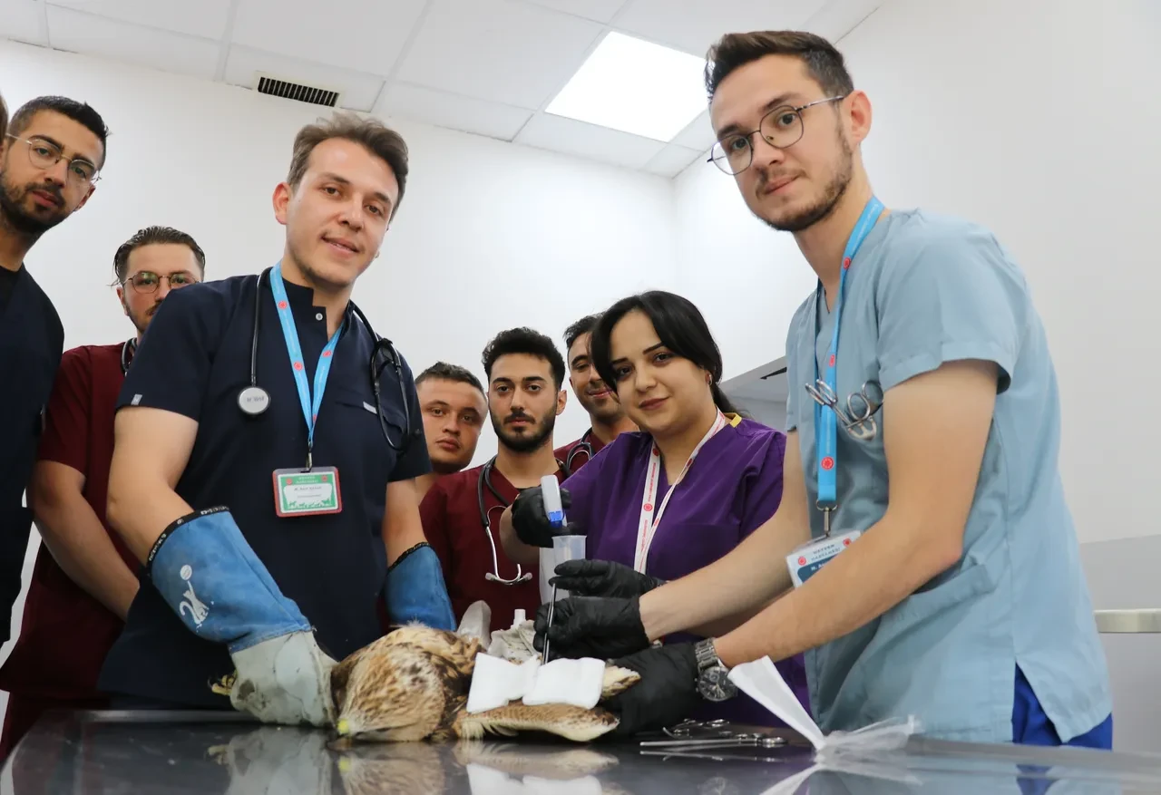 Avcıların hedefi oldu! Yaşam mücadelesi veriyor