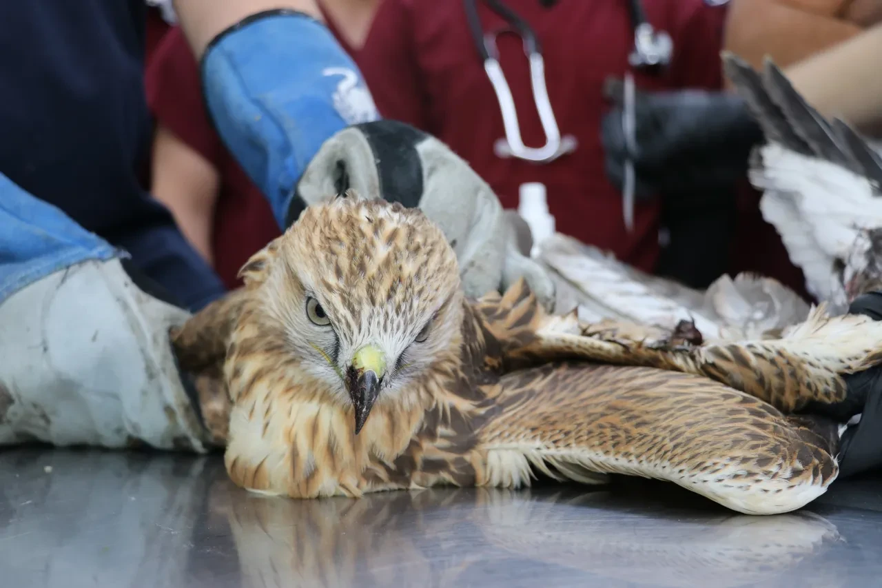 Avcıların hedefi oldu! Yaşam mücadelesi veriyor