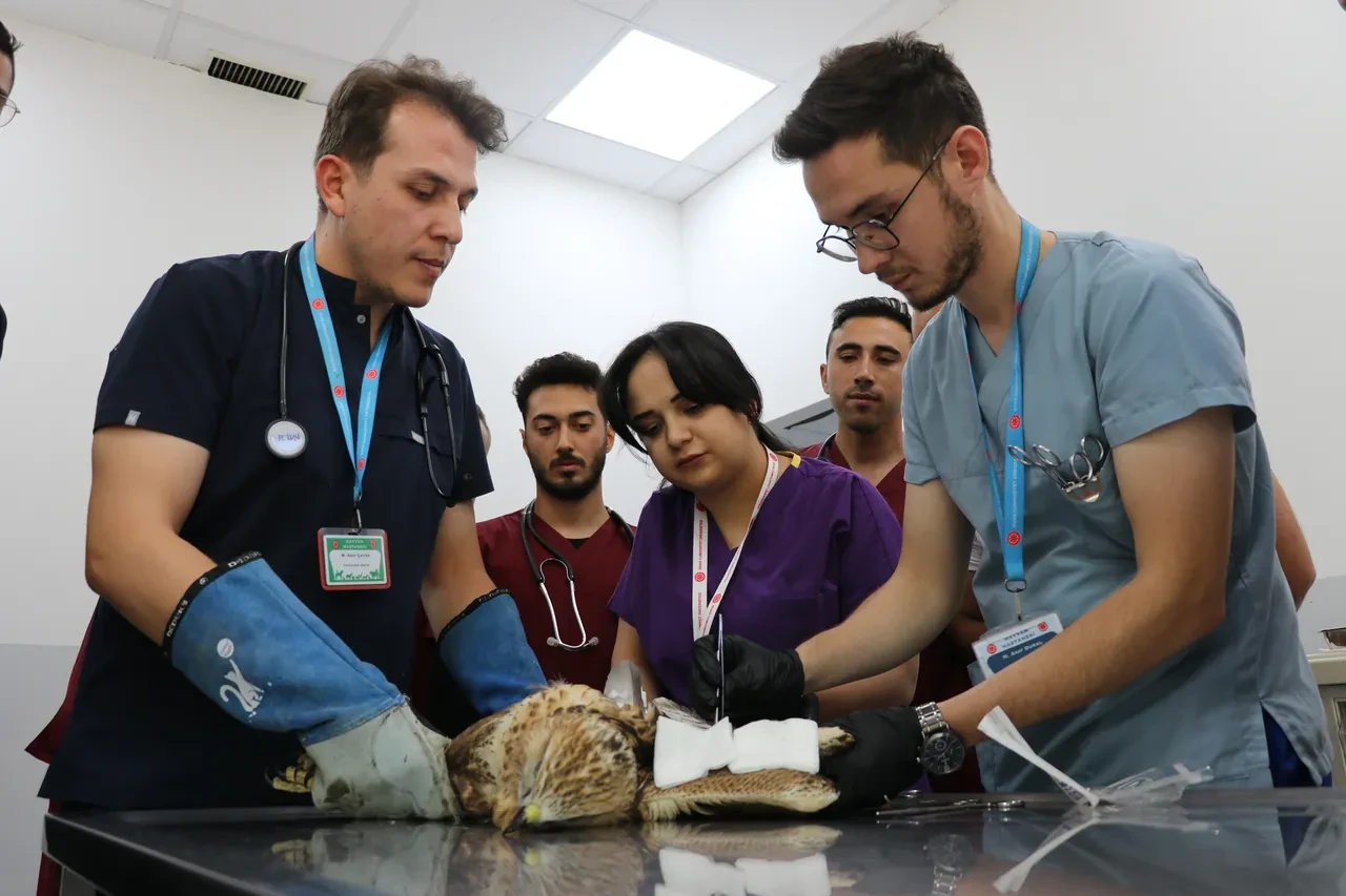 Avcıların hedefi oldu! Yaşam mücadelesi veriyor