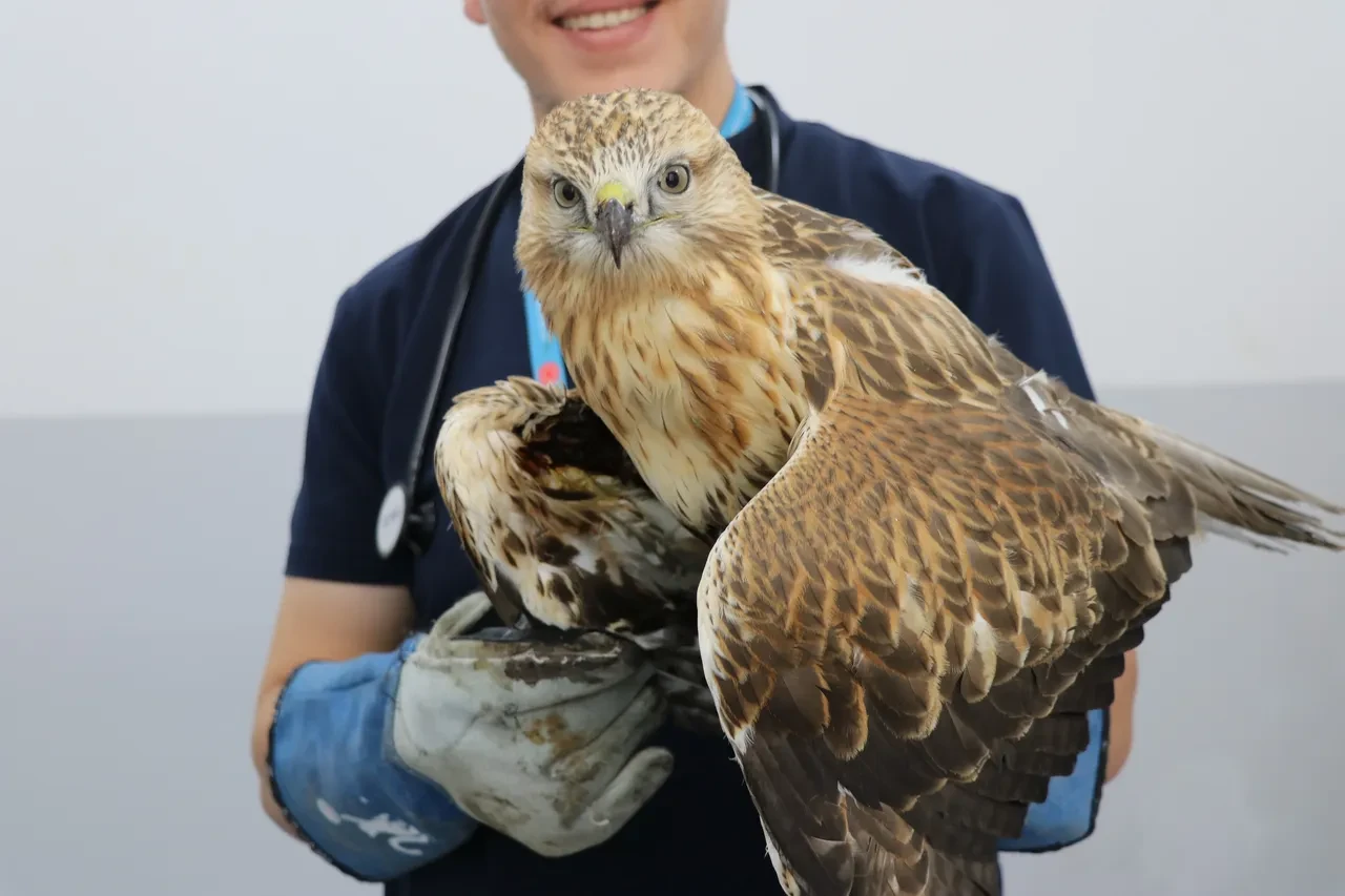 Avcıların hedefi oldu! Yaşam mücadelesi veriyor