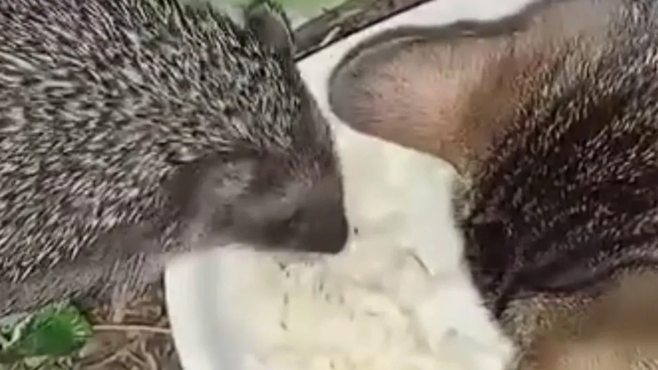 Kirpi ve kedi kardeşliği! Aynı kaptan yediler