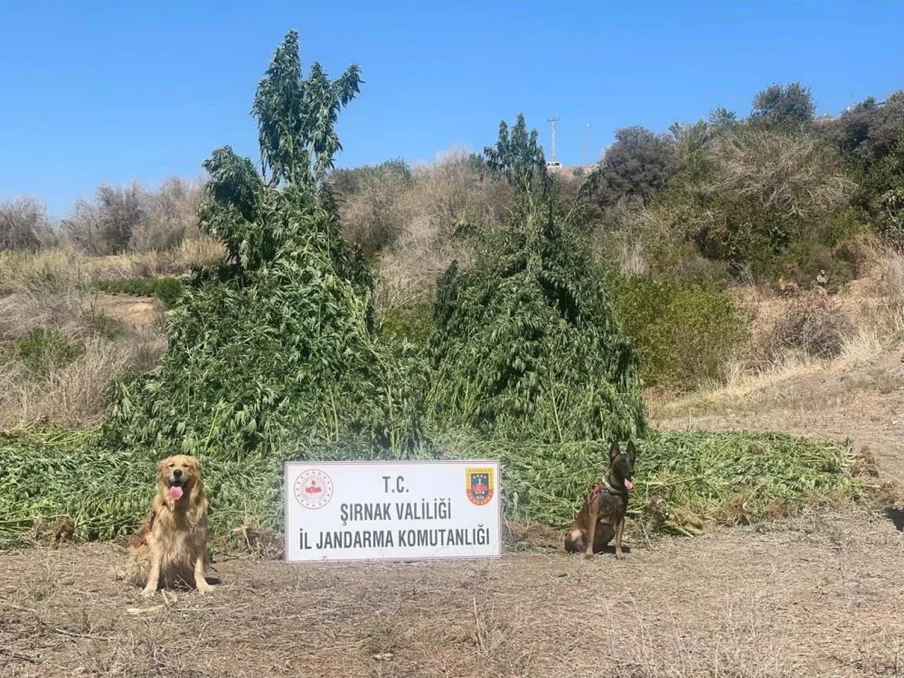 Şırnak'ta dev uyuşturucu operasyonu! Değeri neredeyse il ekonomisini geçiyor