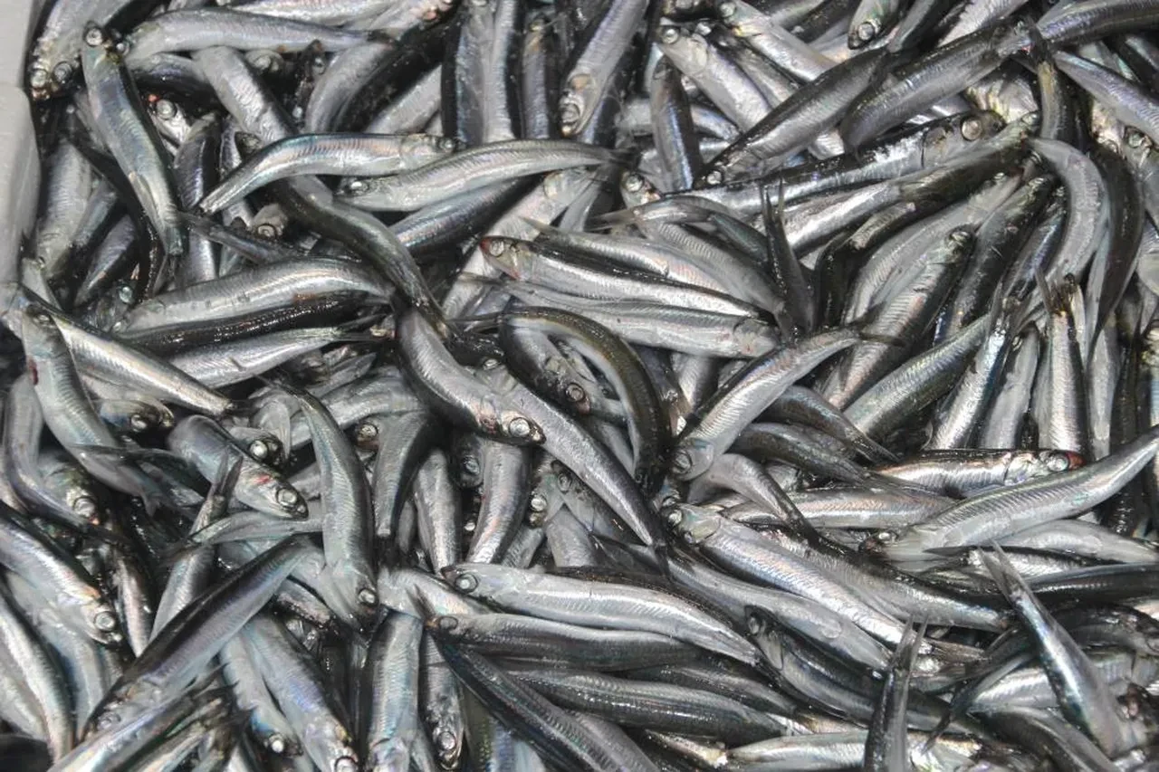 Balık tezgahlarında ters bir durum var! Palamut ve hamsi detayı: İşte fiyatlar