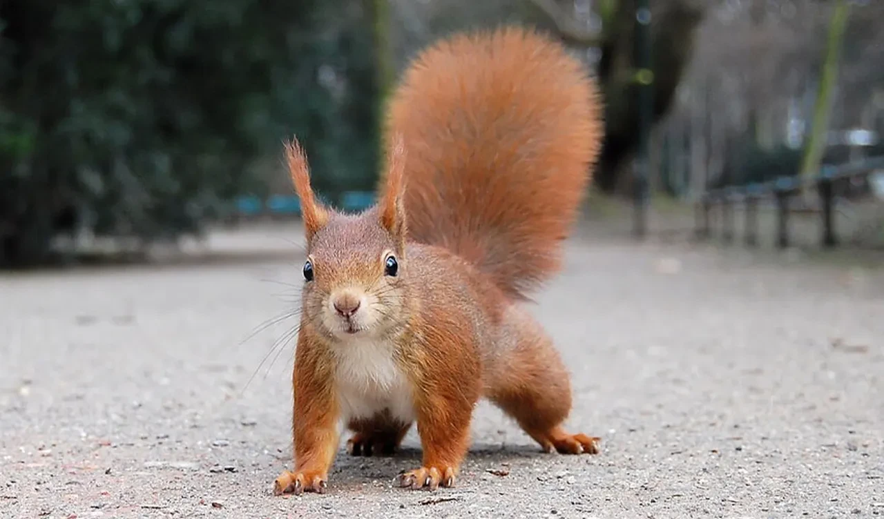 Bölgede alarma geçildi! Saldırgan sincap 2 kişiyi hastanelik etti