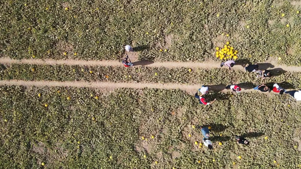 Hasat için 40 metre aşağı iniyorlar: Herkesin merak ettiği bu kavunlar kışın tüketiliyor!