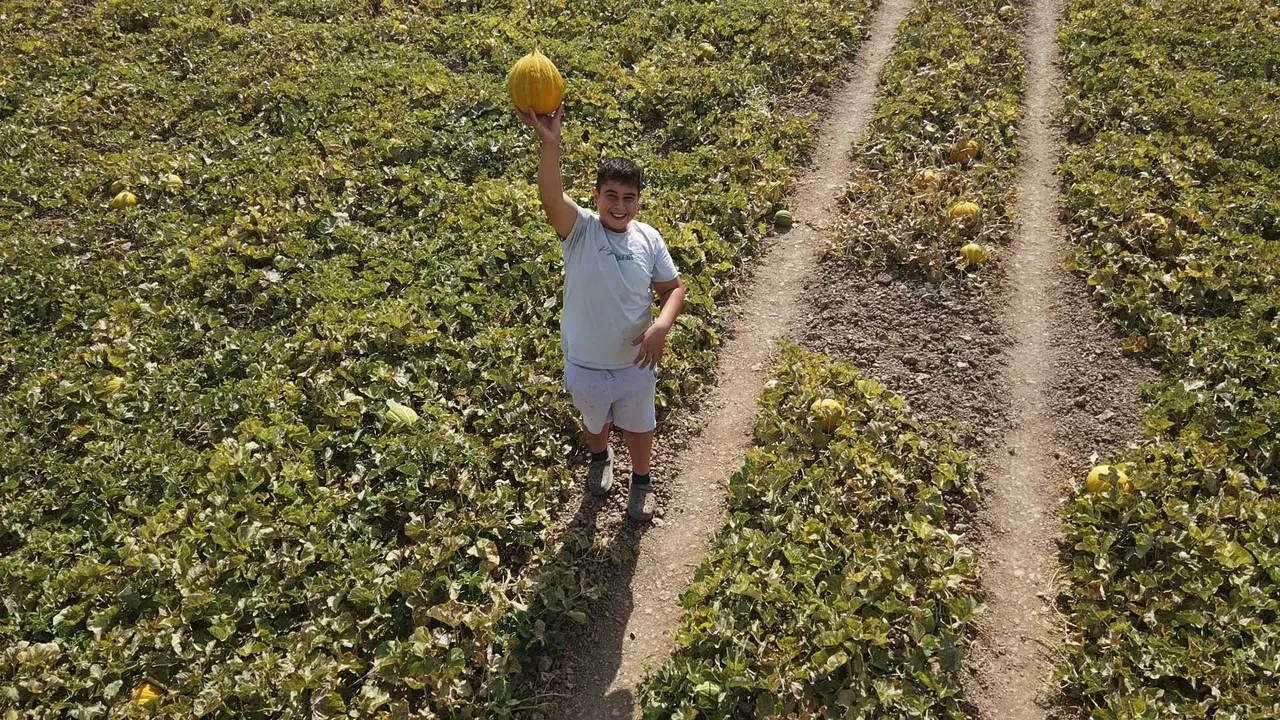 Hasat için 40 metre aşağı iniyorlar: Herkesin merak ettiği bu kavunlar kışın tüketiliyor!