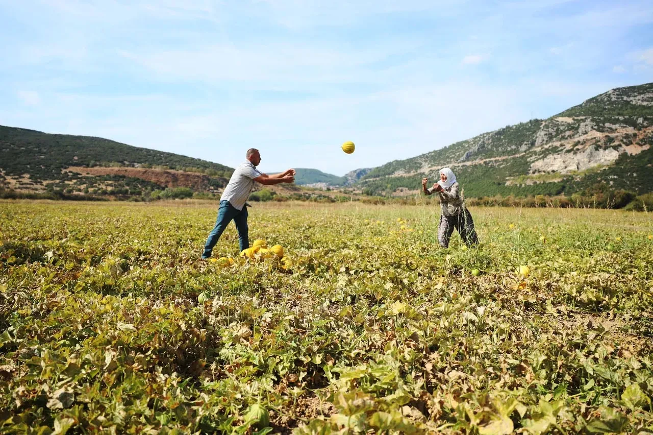Hasat için 40 metre aşağı iniyorlar: Herkesin merak ettiği bu kavunlar kışın tüketiliyor!