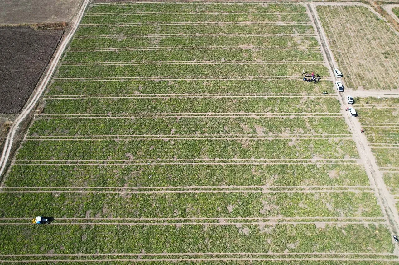 Hasat için 40 metre aşağı iniyorlar: Herkesin merak ettiği bu kavunlar kışın tüketiliyor!