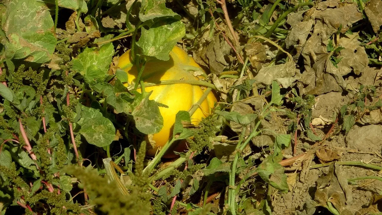 Ata tohumundan gelen miras: Yayla kavunu