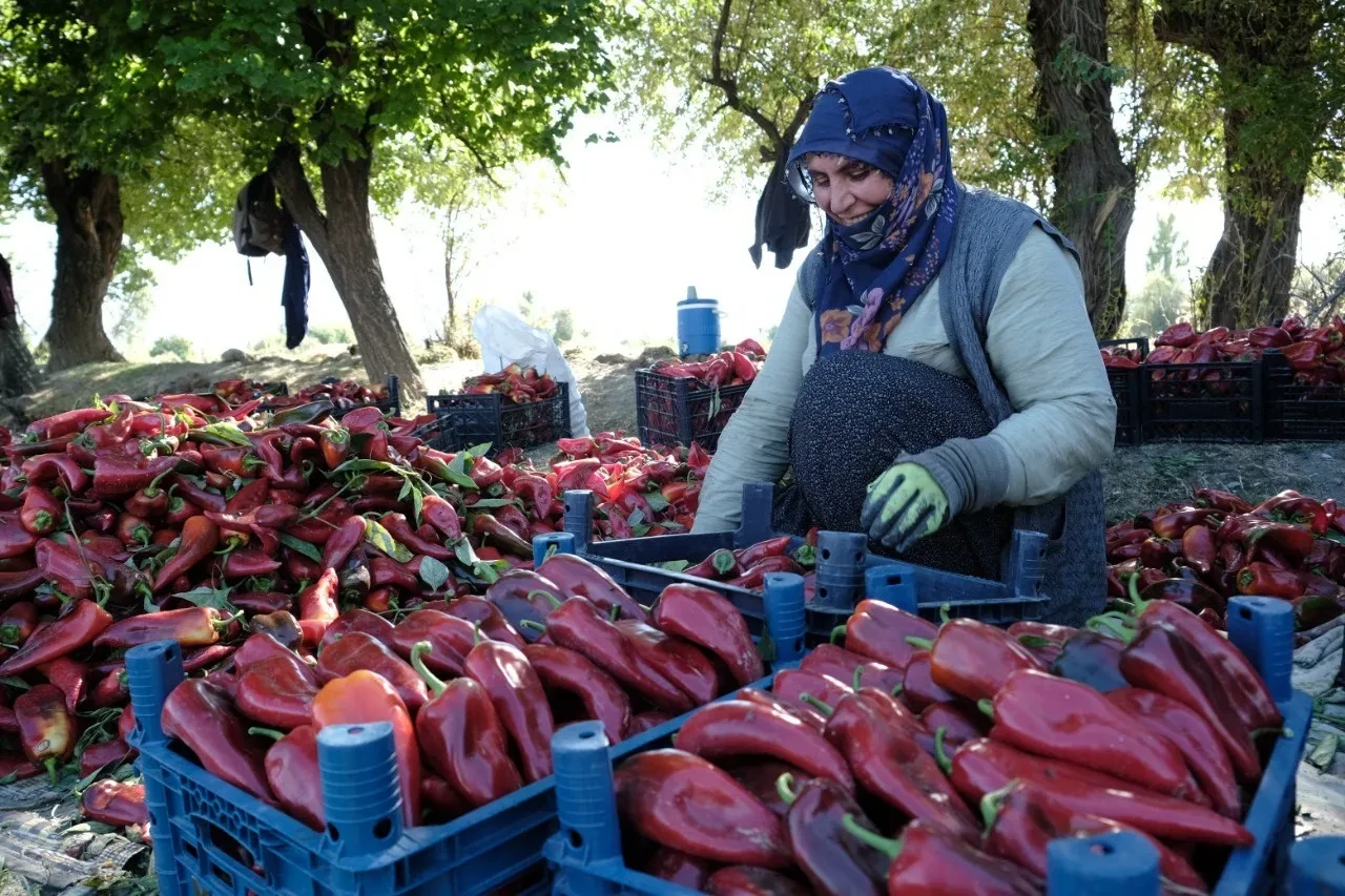 Erzincan’da genç mühendis 100 tonluk hedefe ulaştı
