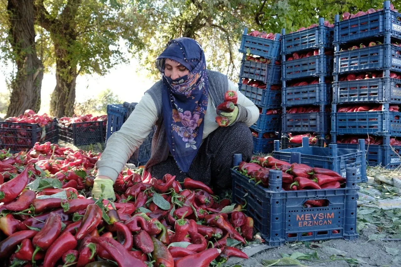 Erzincan’da genç mühendis 100 tonluk hedefe ulaştı