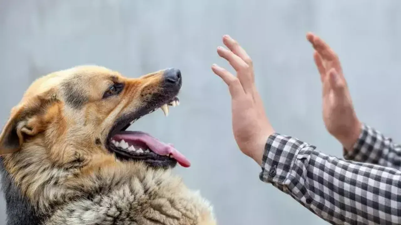 Kuduz hastalığı öldürmeye devam ediyor! İşte korunmanın yolları