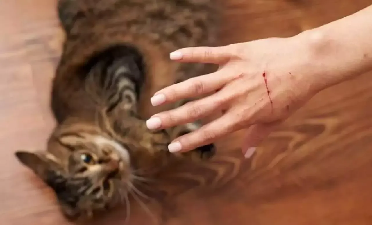 Kuduz hastalığı öldürmeye devam ediyor! İşte korunmanın yolları