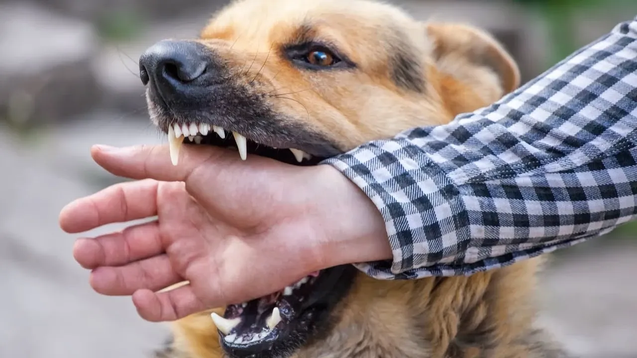 Kuduz hastalığı öldürmeye devam ediyor! İşte korunmanın yolları