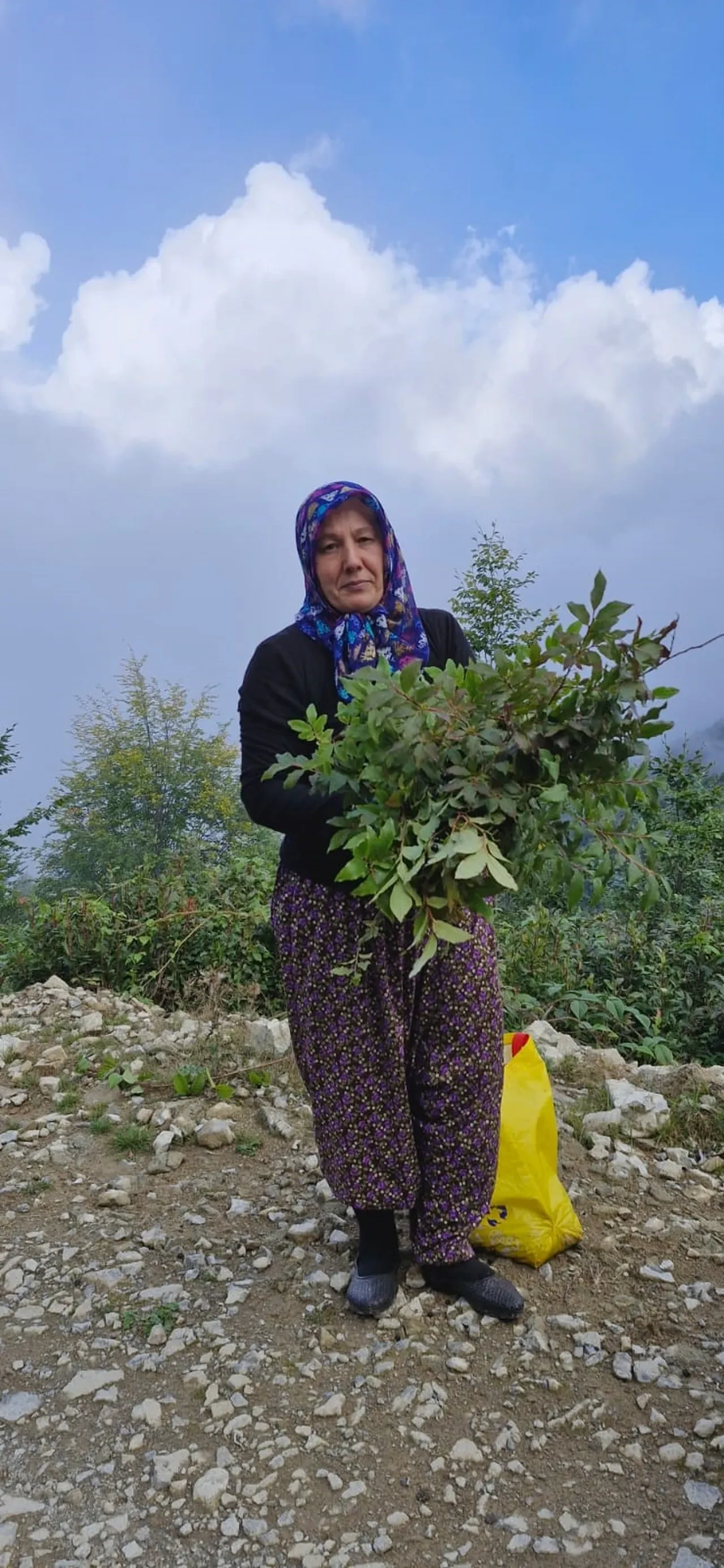 Şalpazarı yaylalarında yaban mersini bereketi