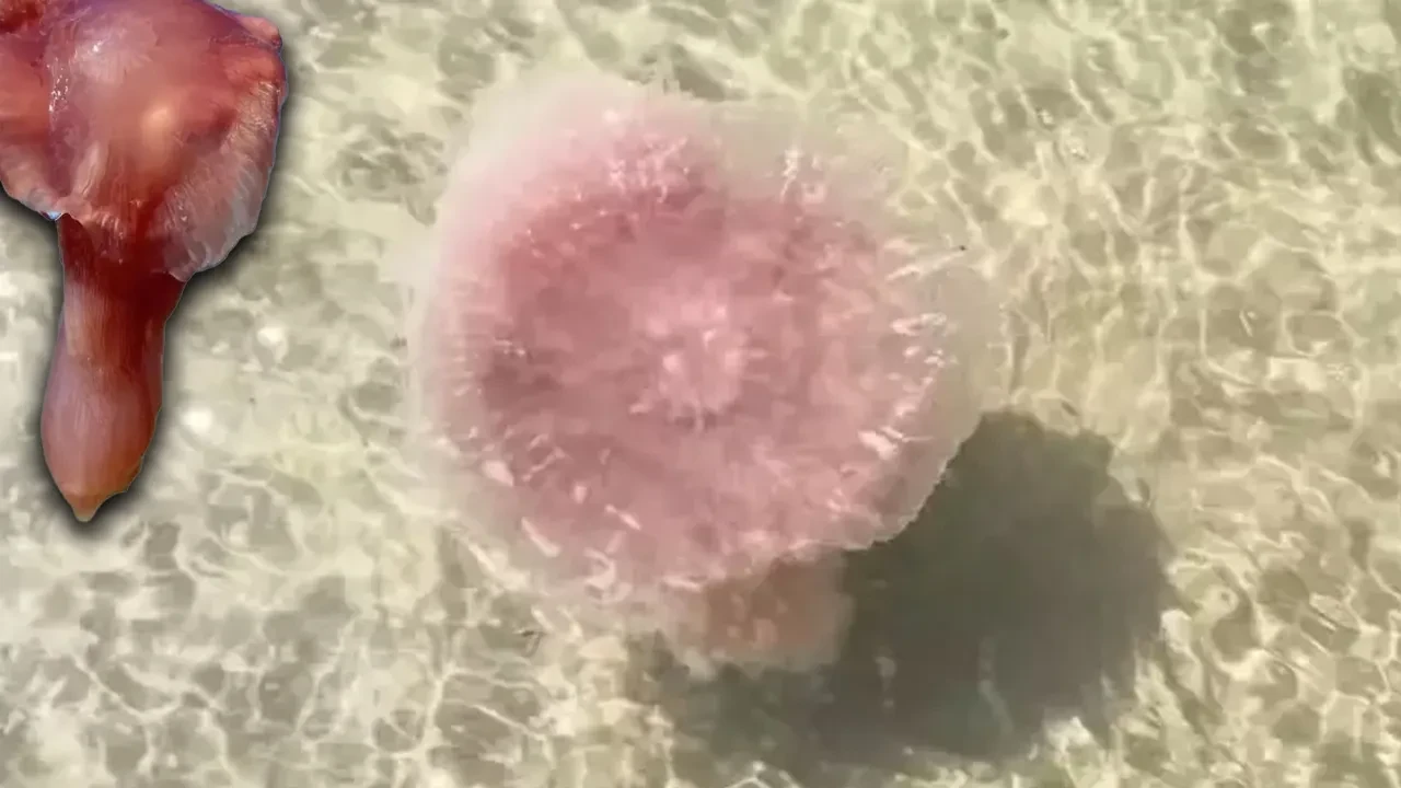 Deniz canavarı 'pembe hain' korkunç bir şekilde öldürüyor! İstila başladı