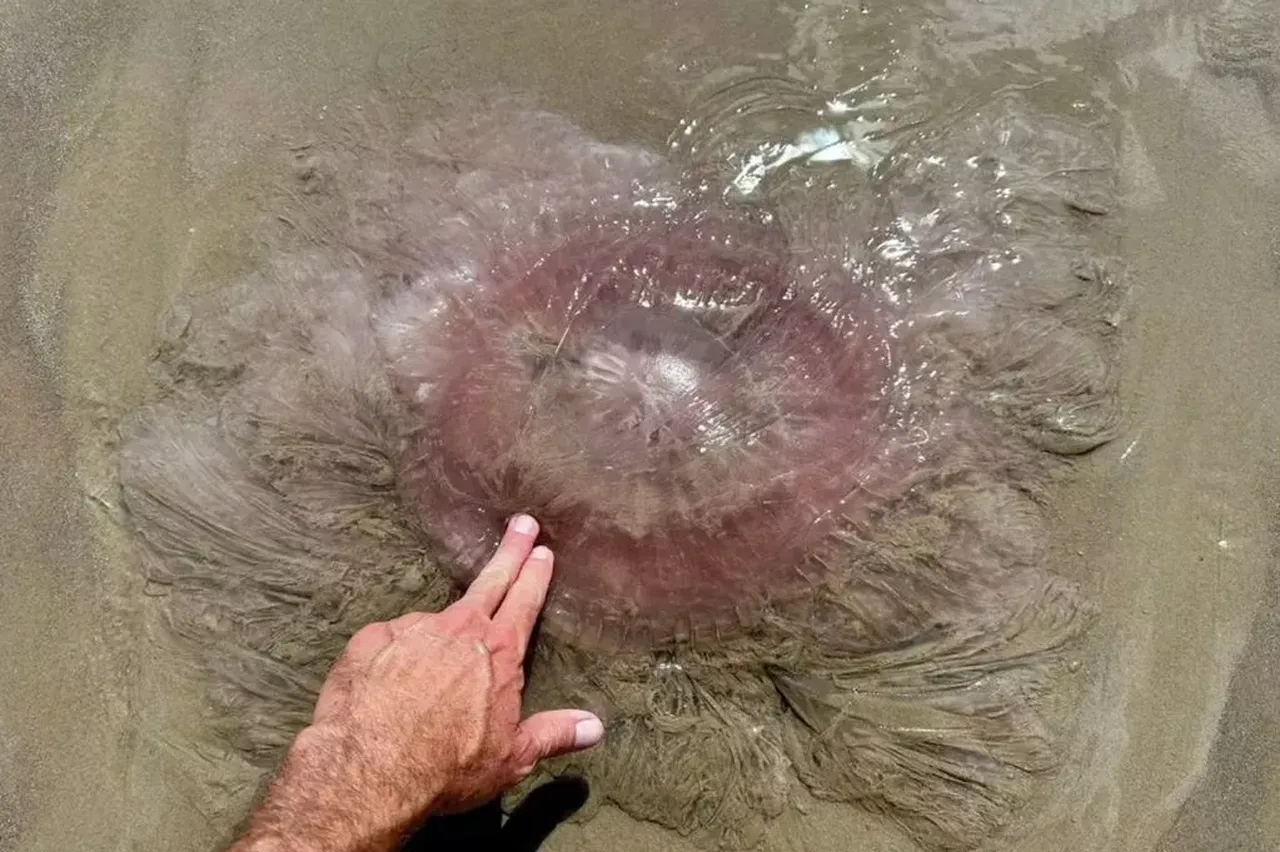 Deniz canavarı 'pembe hain' korkunç bir şekilde öldürüyor! İstila başladı